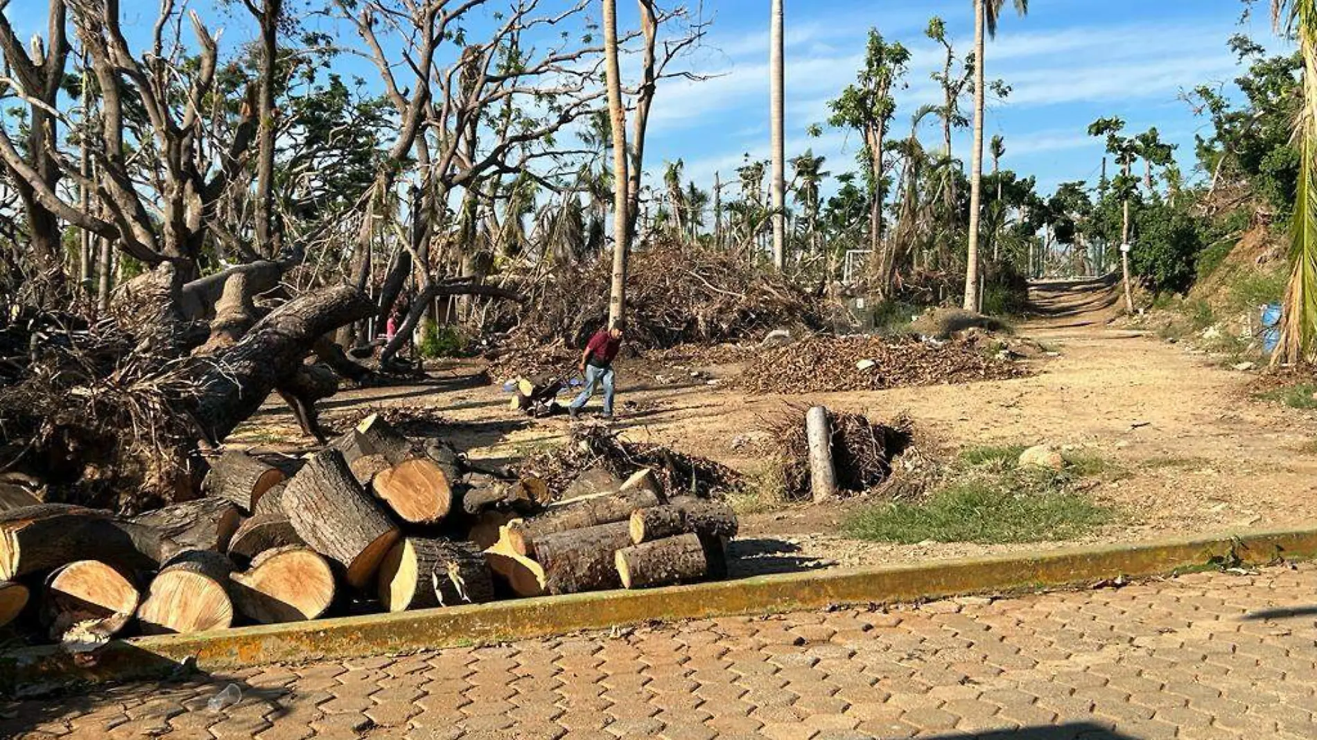 reforestacion acapulco2